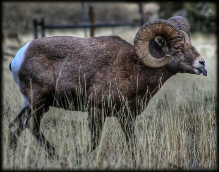 Bighorn sheep